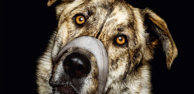 Plakate Protestkundgebung